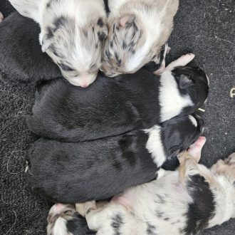 Puppies